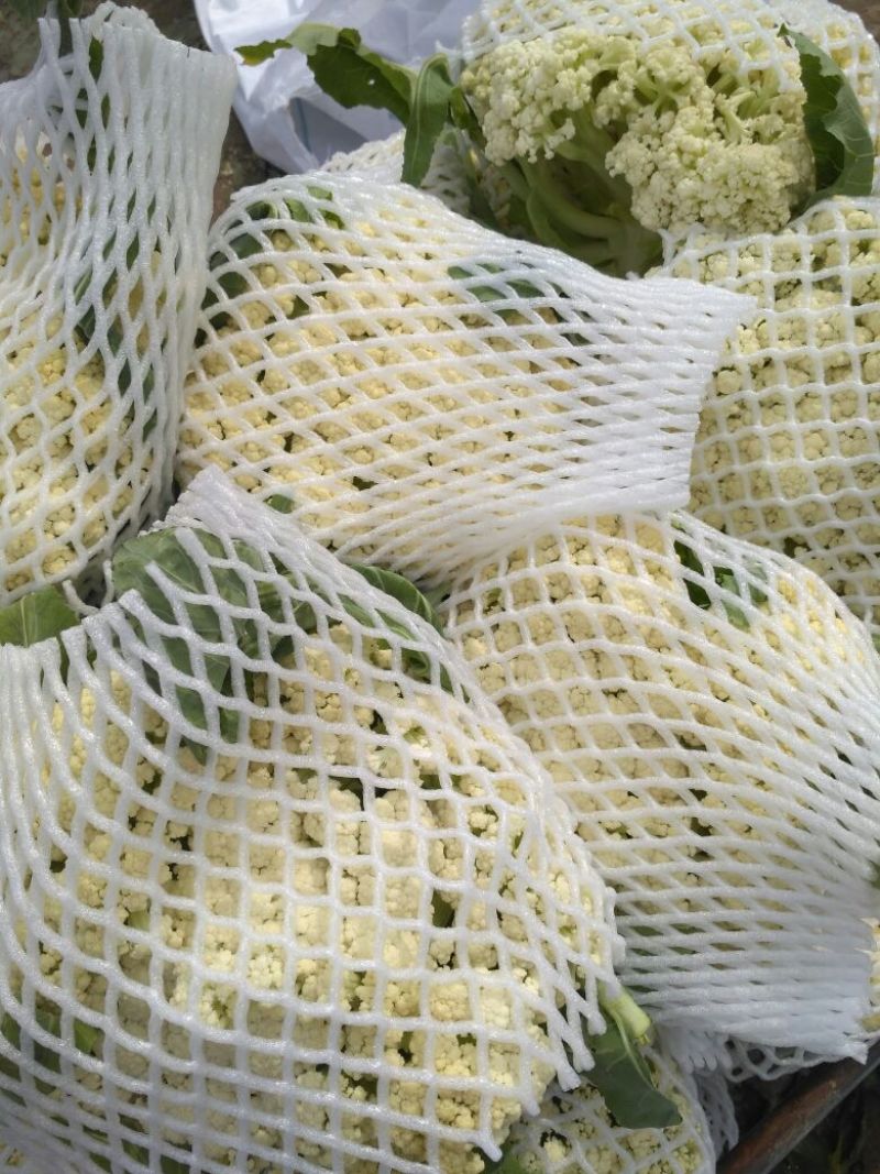 白面青梗松花菜散花2~3斤乳白，
