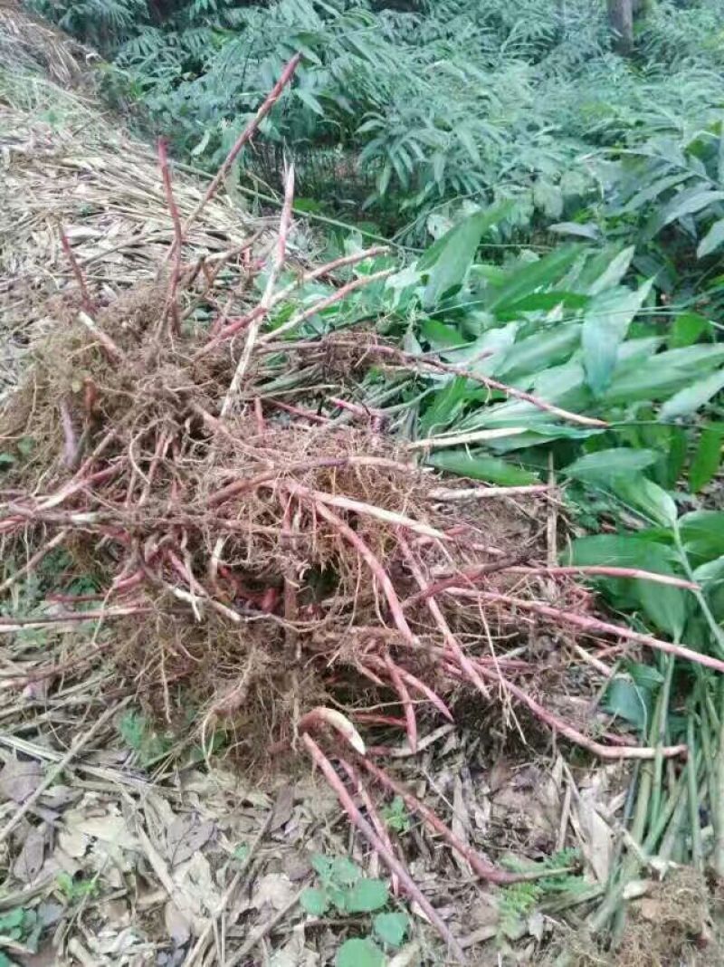阳春砂仁壳砂统国产