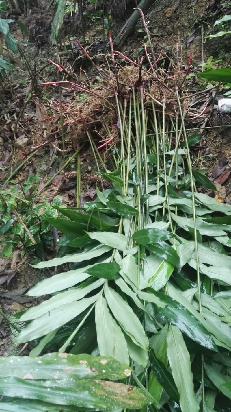 阳春砂仁壳砂统国产