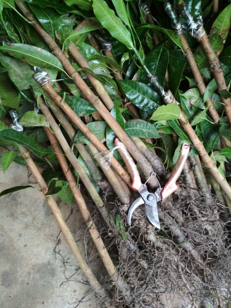 金煌芒树苗1~1.5m