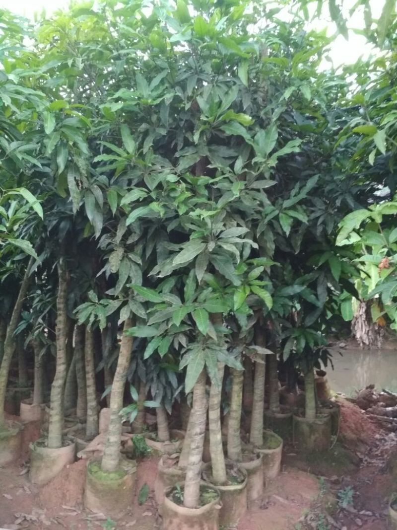 金煌芒树苗1~1.5m