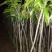 金煌芒树苗1~1.5m