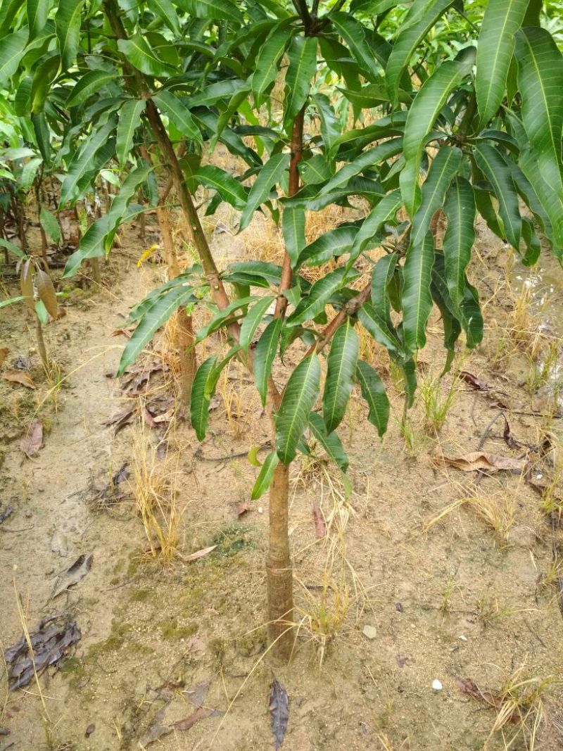 金煌芒树苗1~1.5m
