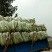 北京新三号白菜4~6斤净菜产地直供质优价廉欢迎采购