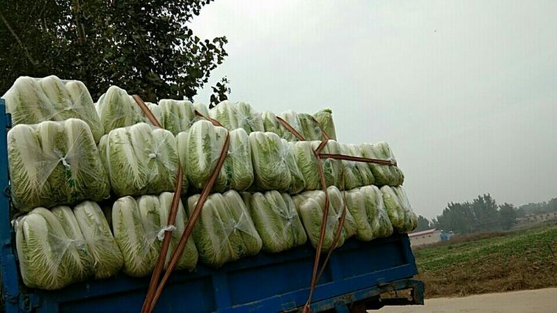 北京新三号白菜4~6斤净菜产地直供质优价廉欢迎采购