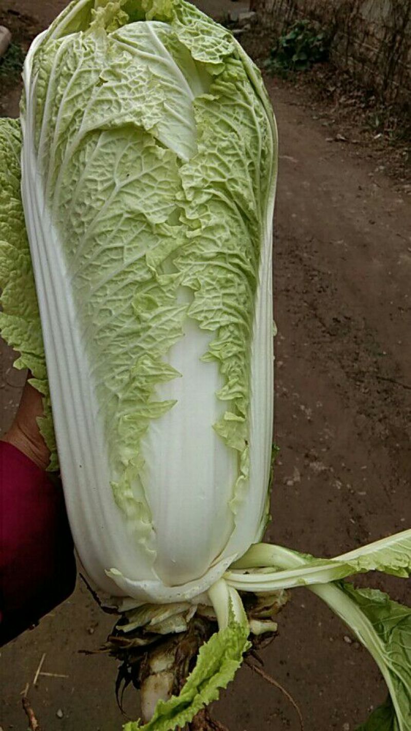 北京新三号白菜4~6斤净菜产地直供质优价廉欢迎采购