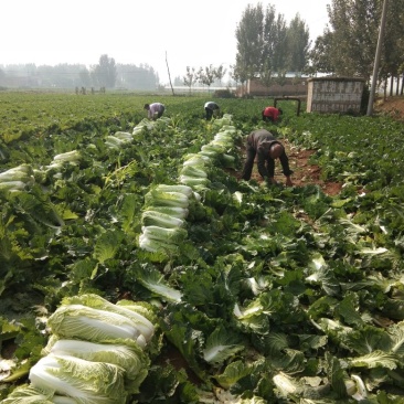 北京新三号白菜4~6斤净菜产地直供质优价廉欢迎采购