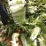 北京新三号白菜4~6斤净菜产地直供质优价廉欢迎采购