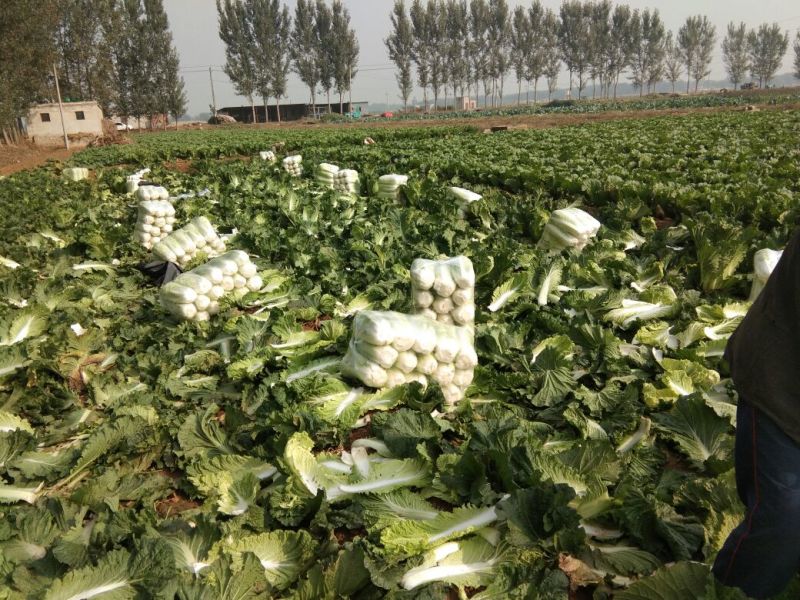 北京新三号白菜4~6斤净菜产地直供质优价廉欢迎采购