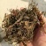 苦草