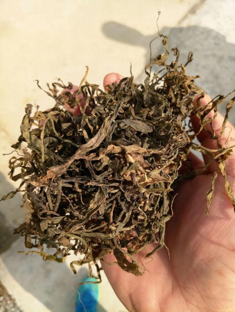 苦草