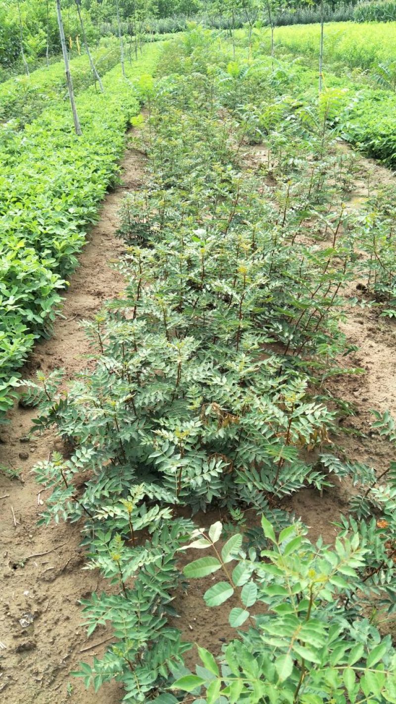 花椒树苗两年苗一米，大红袍花椒苗保湿邮寄价格便宜