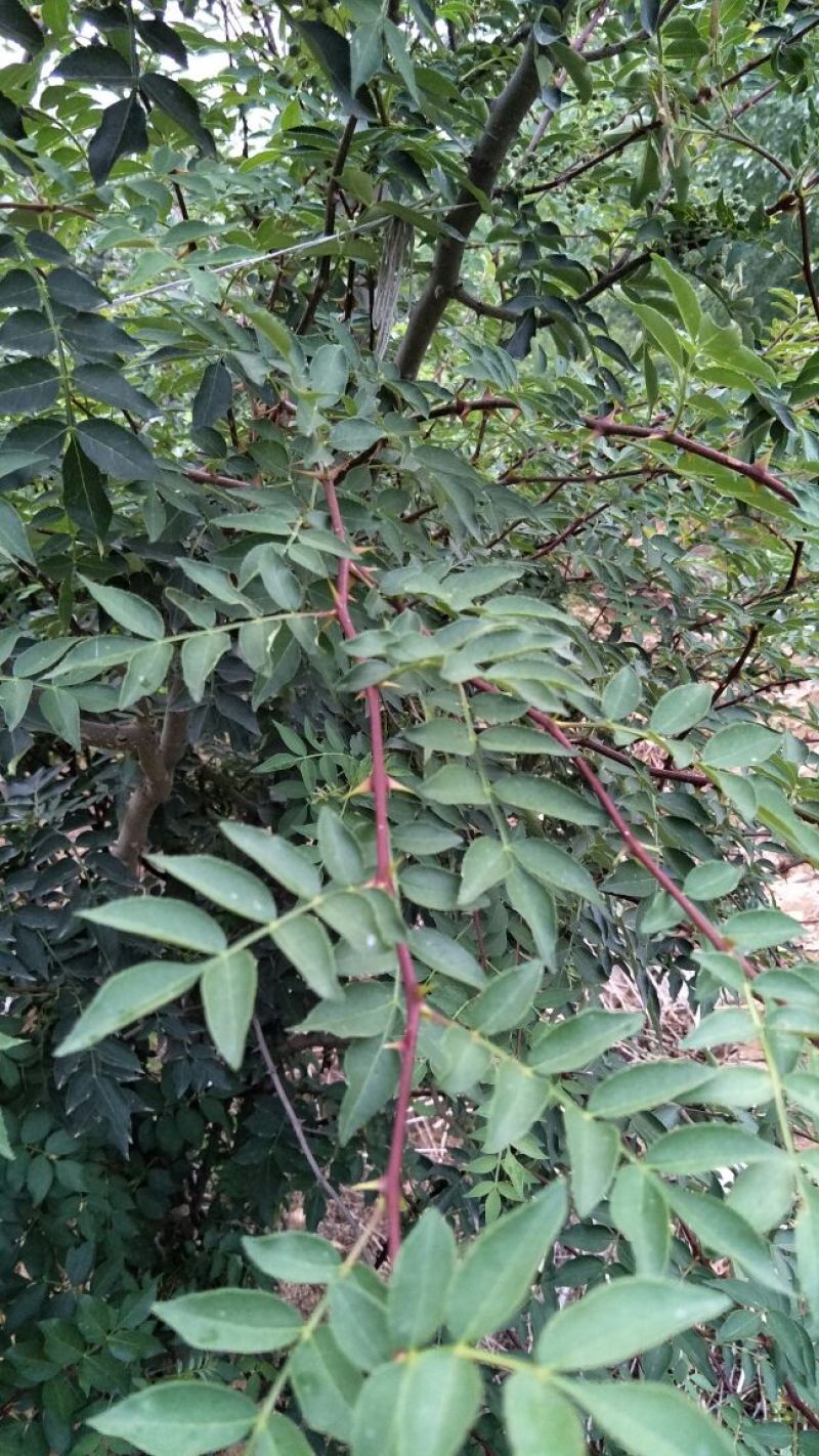 花椒树苗两年苗一米，大红袍花椒苗保湿邮寄价格便宜