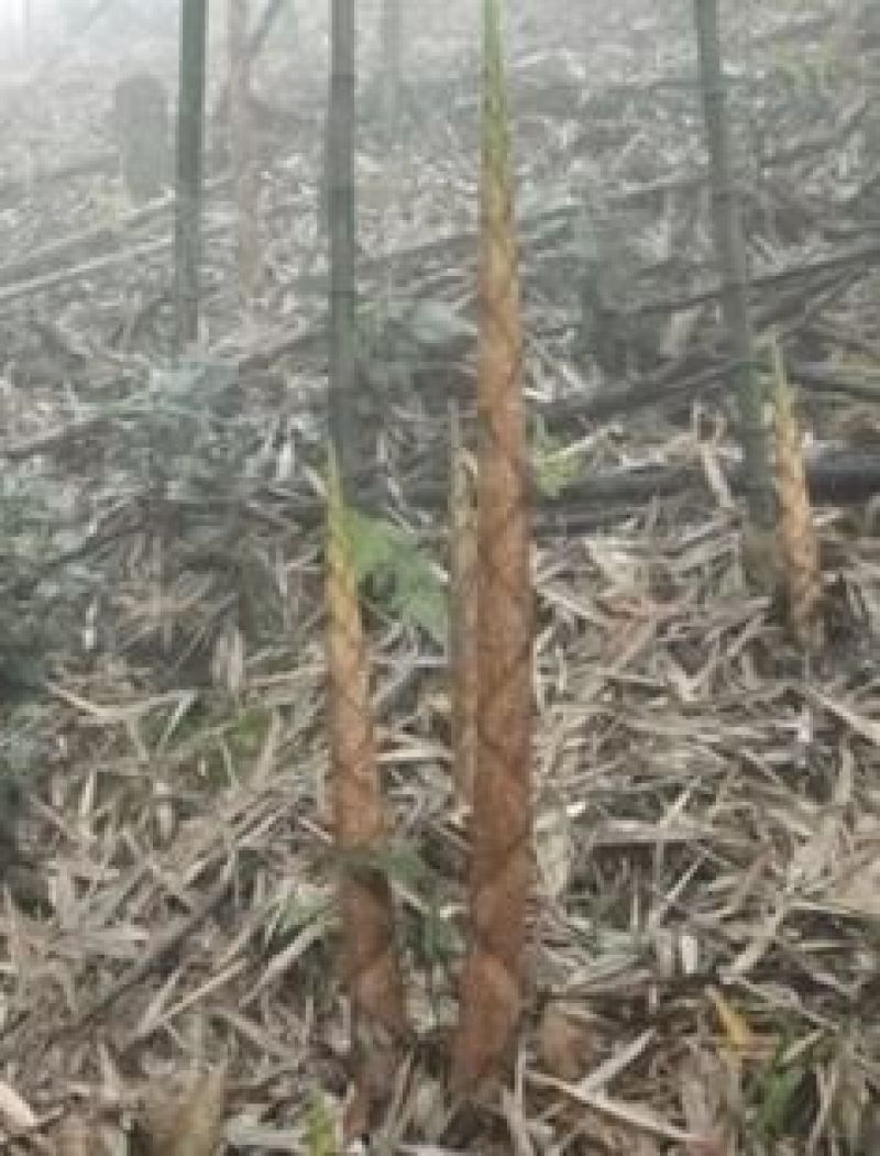 刺竹春笋10cm以下