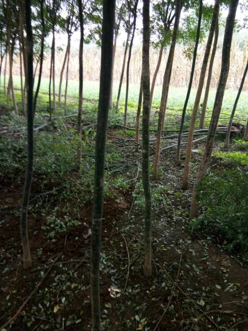 丝绵木20~30cm