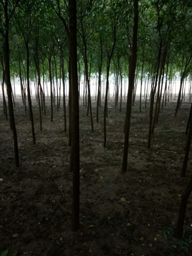 丝绵木20~30cm