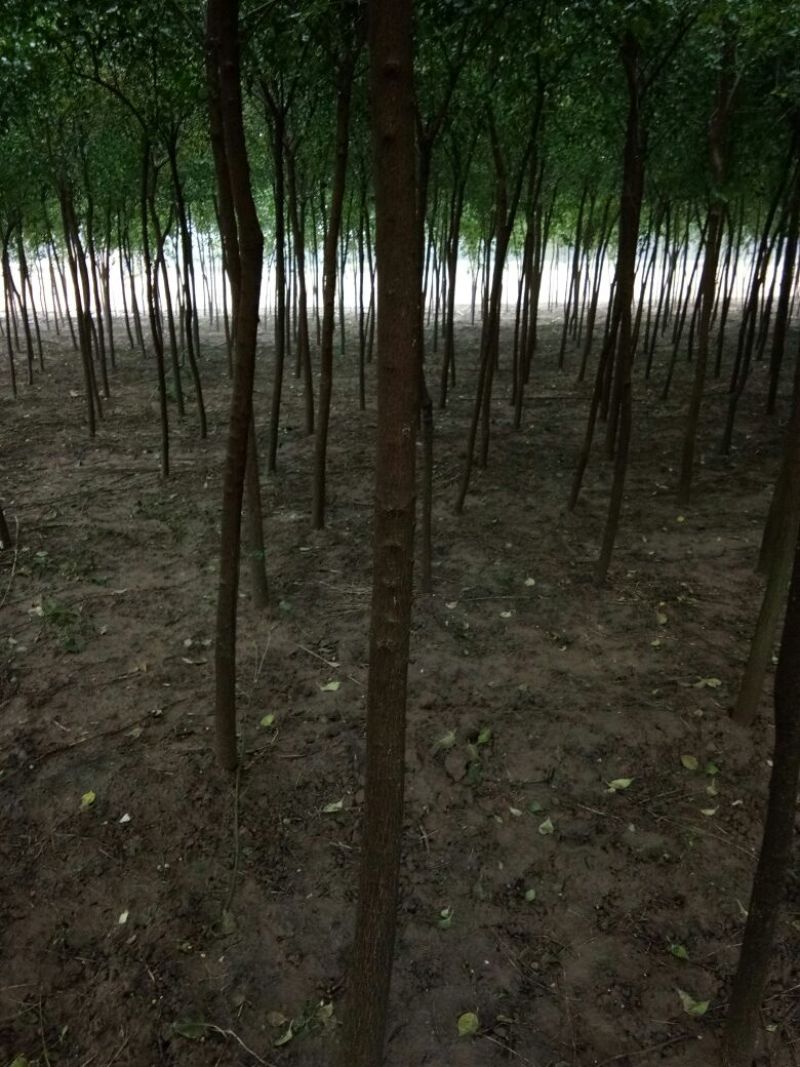 丝绵木20~30cm