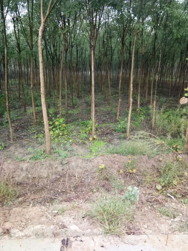 丝绵木20~30cm
