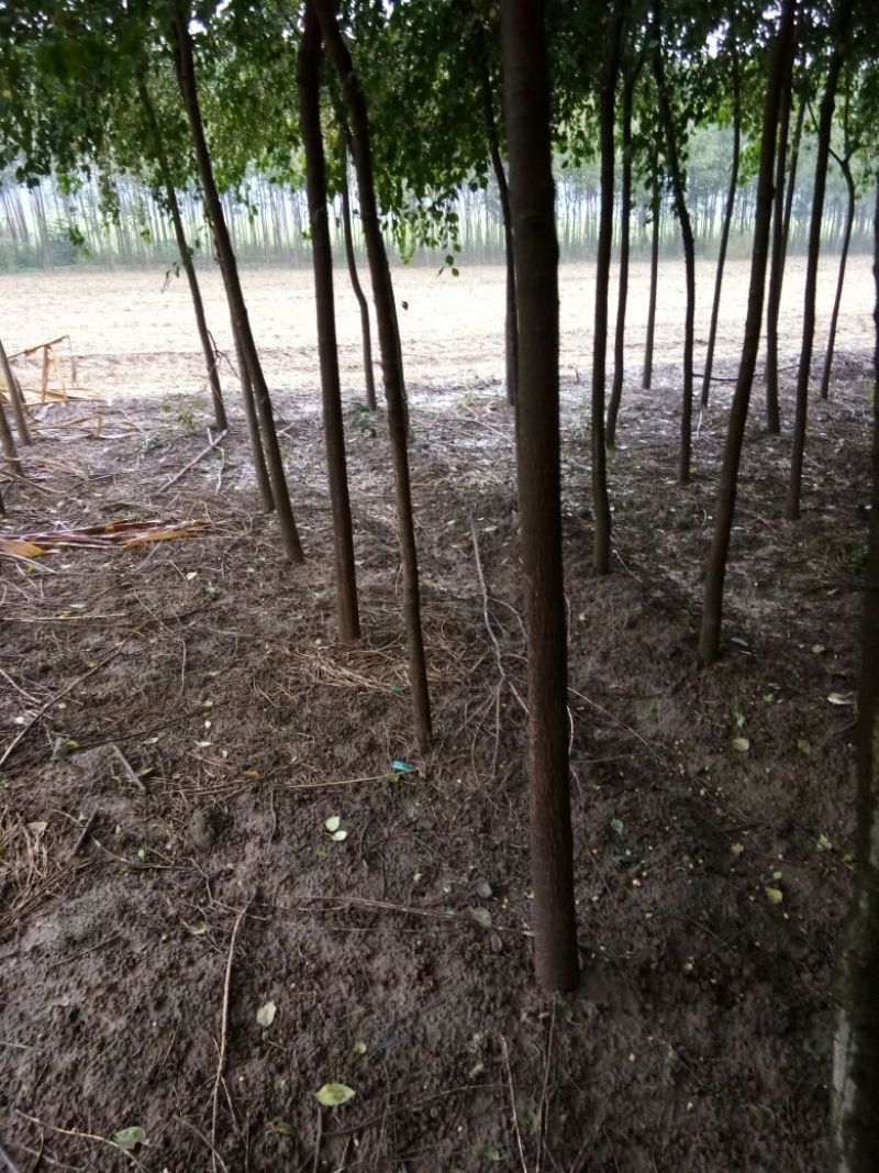 丝绵木20~30cm
