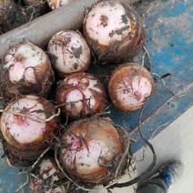 红芽芋己上市。南阳万亩基地每年9月大量上市