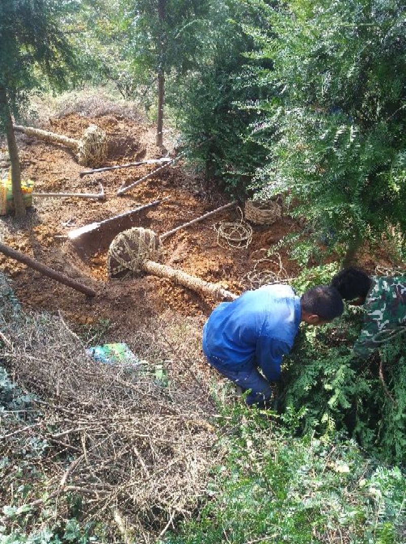 红豆杉占地苗实用苗木土球五十五