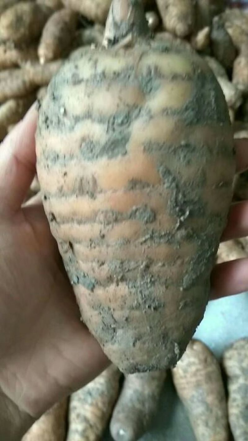 天麻统货