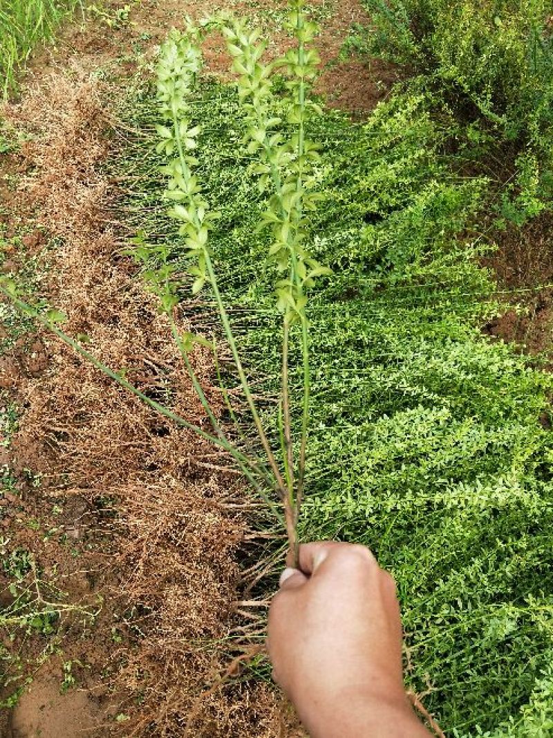 【迎春苗】河南迎春花，迎春，迎春花，工程苗