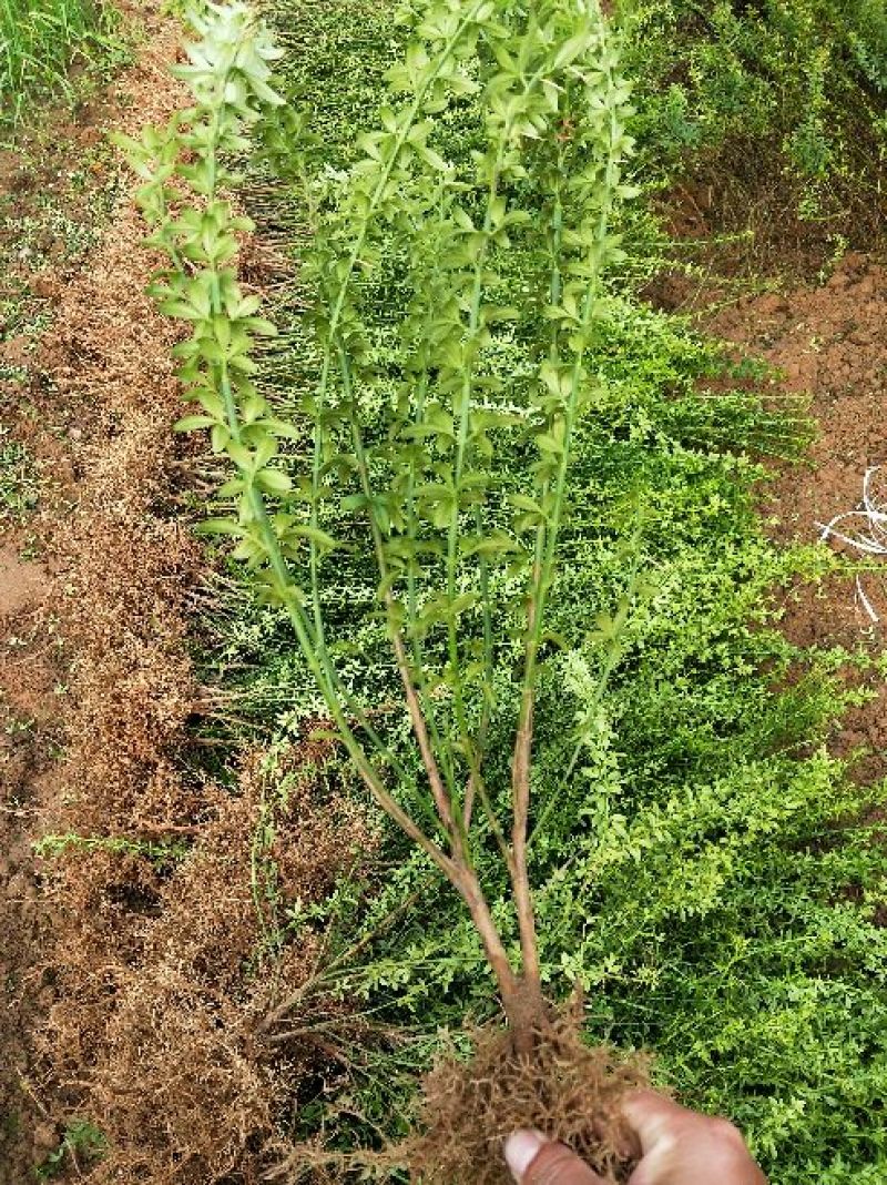 【迎春苗】河南迎春花，迎春，迎春花，工程苗