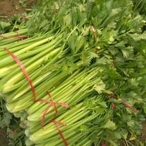 芹菜60cm以上质量保证可以全国发货