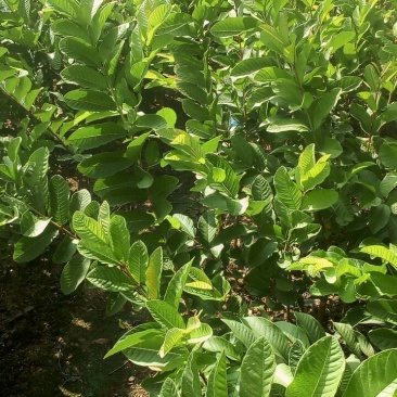 番石榴苗80~100cm