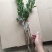 番石榴苗50~80cm