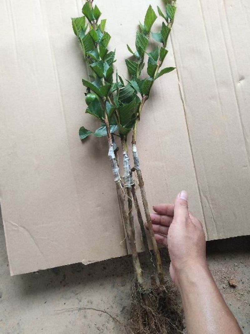番石榴苗50~80cm