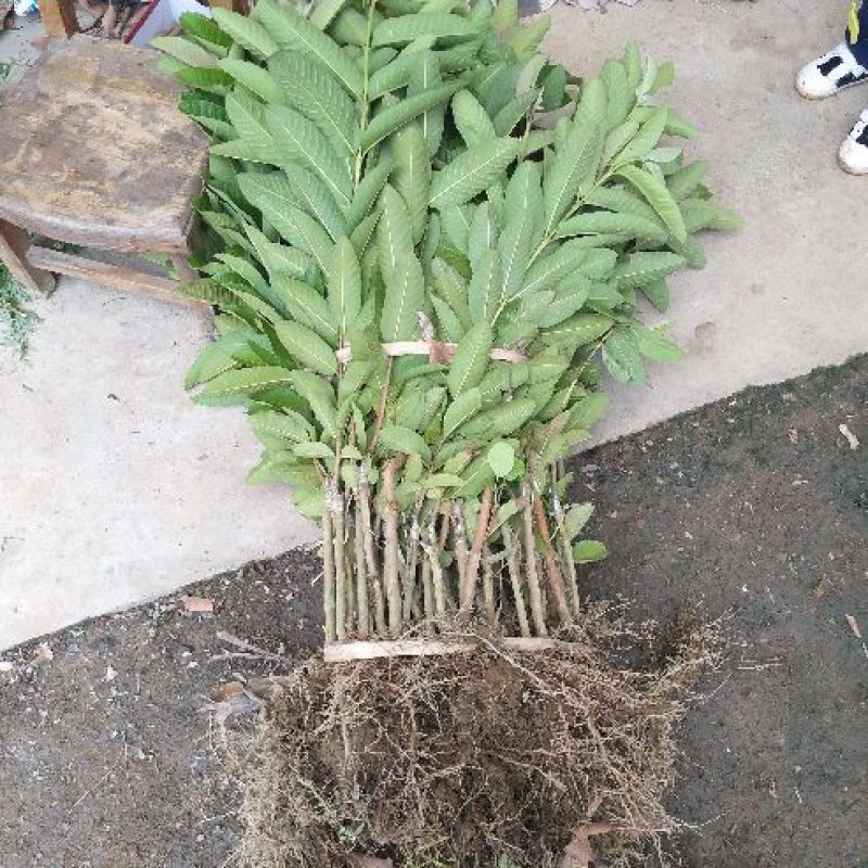 番石榴苗50~80cm