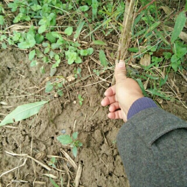 毛桃树苗地径2公分以上，可嫁接，绿化，占地