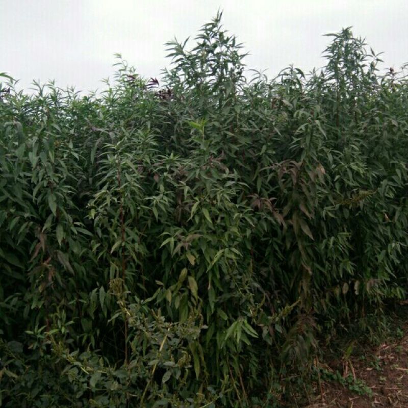 毛桃树苗地径2公分以上，可嫁接，绿化，占地
