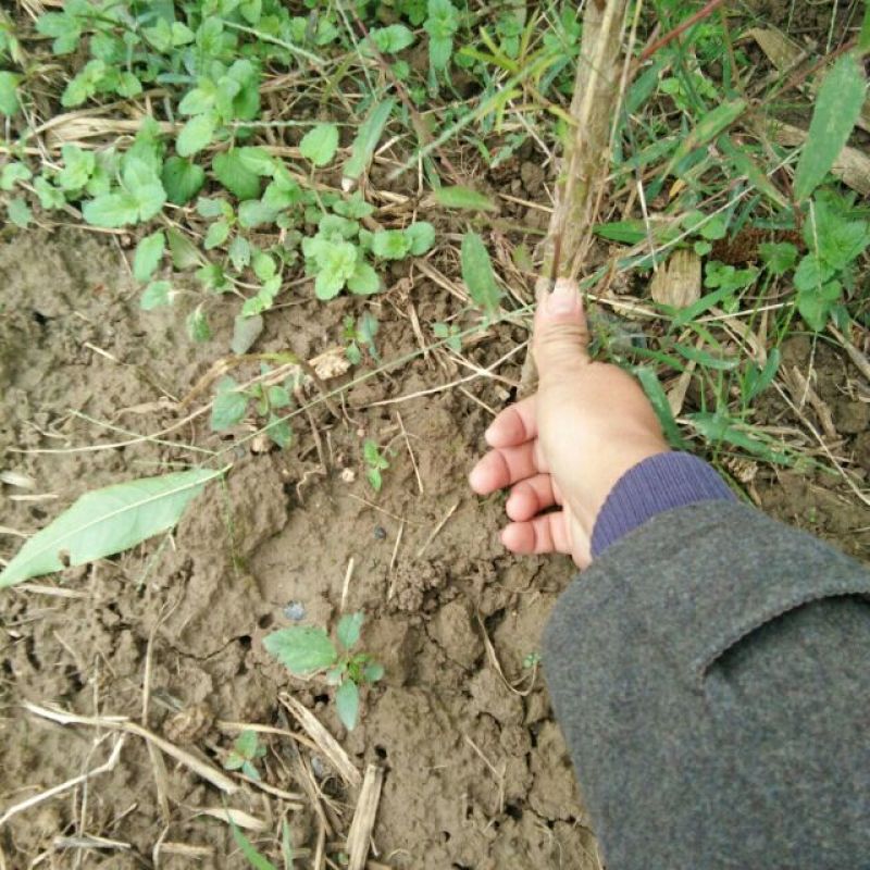 毛桃树苗地径2公分以上，可嫁接，绿化，占地