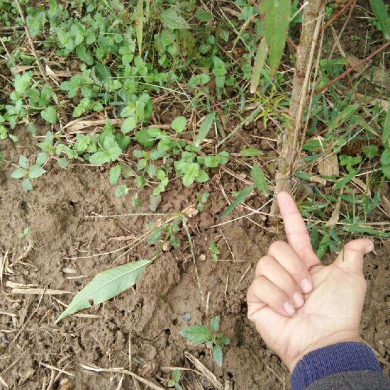 毛桃树苗地径2公分以上，可嫁接，绿化，占地
