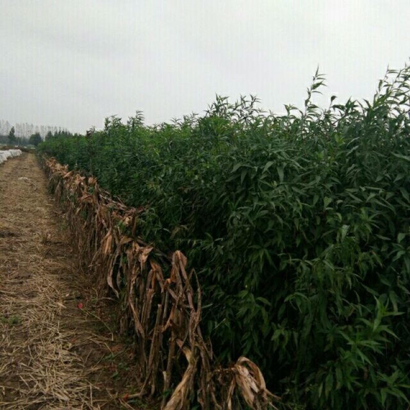 毛桃树苗地径2公分以上，可嫁接，绿化，占地