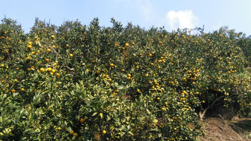 椪柑7~7.5cm碰柑现以大量上市中表面漂亮欢迎各位老