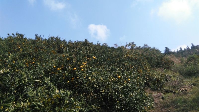 椪柑7~7.5cm碰柑现以大量上市中表面漂亮欢迎各位老