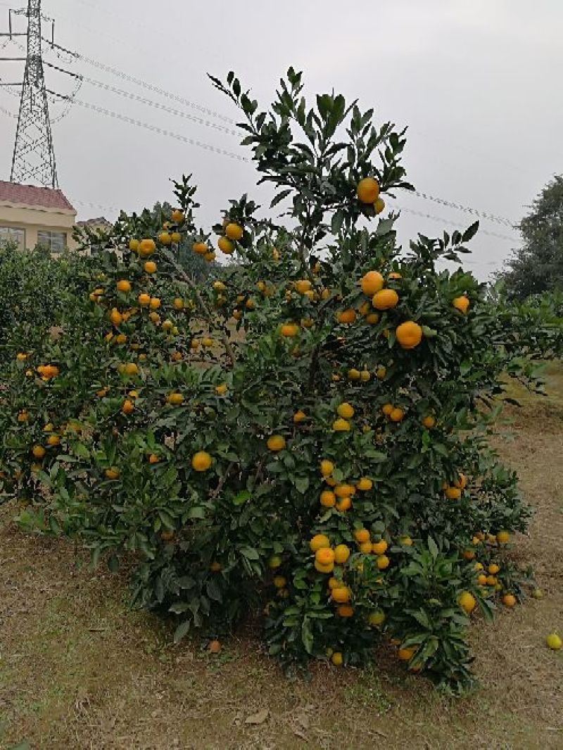 叶桔，早熟蜜桔