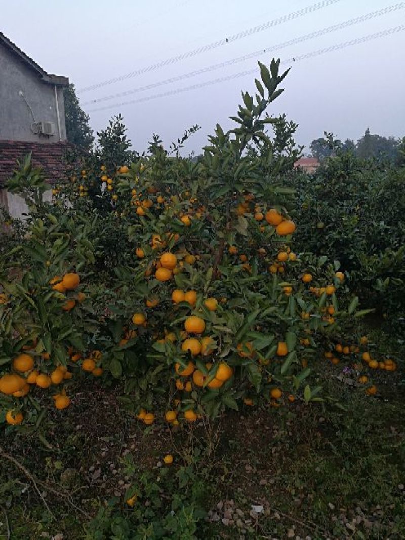 叶桔，早熟蜜桔