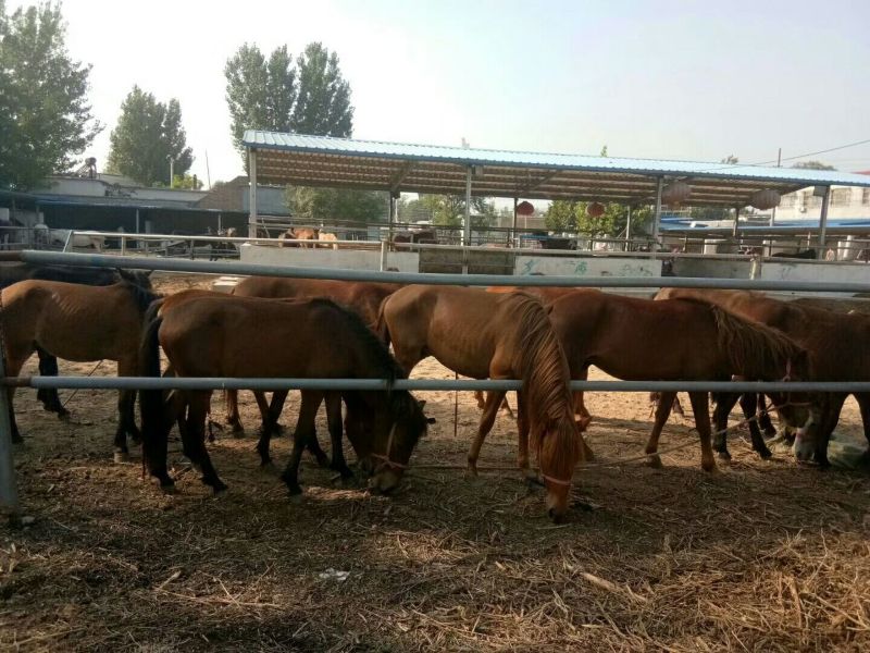 蒙古马300~400kg