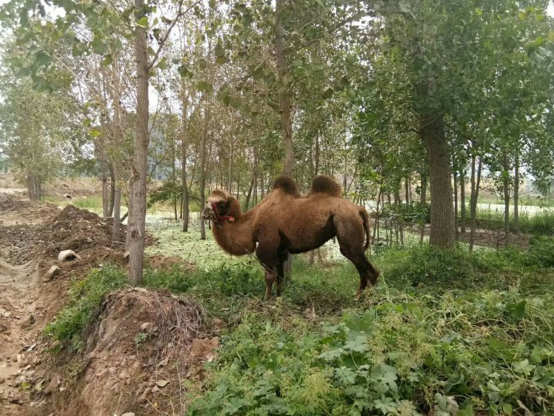 蒙古马300~400kg