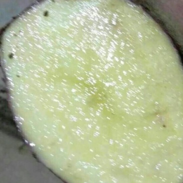 青薯9号土豆4两以上通货