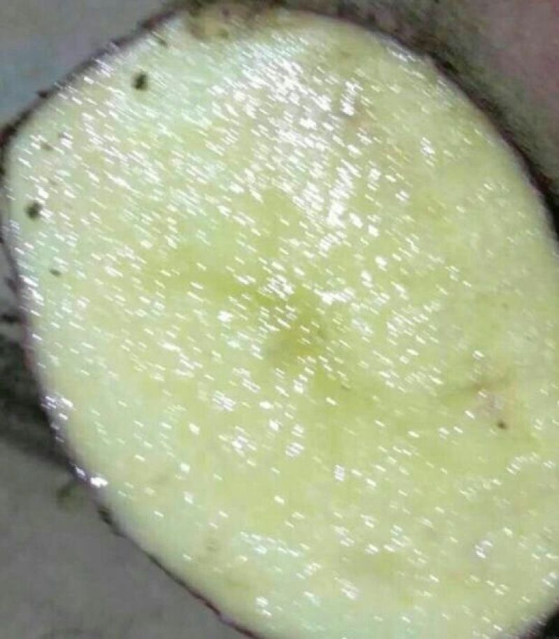 青薯9号土豆4两以上通货