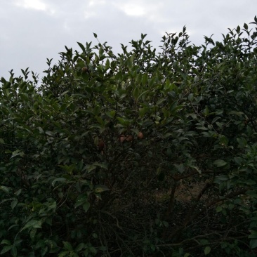 山茶油果中籽
