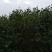 山茶油果中籽