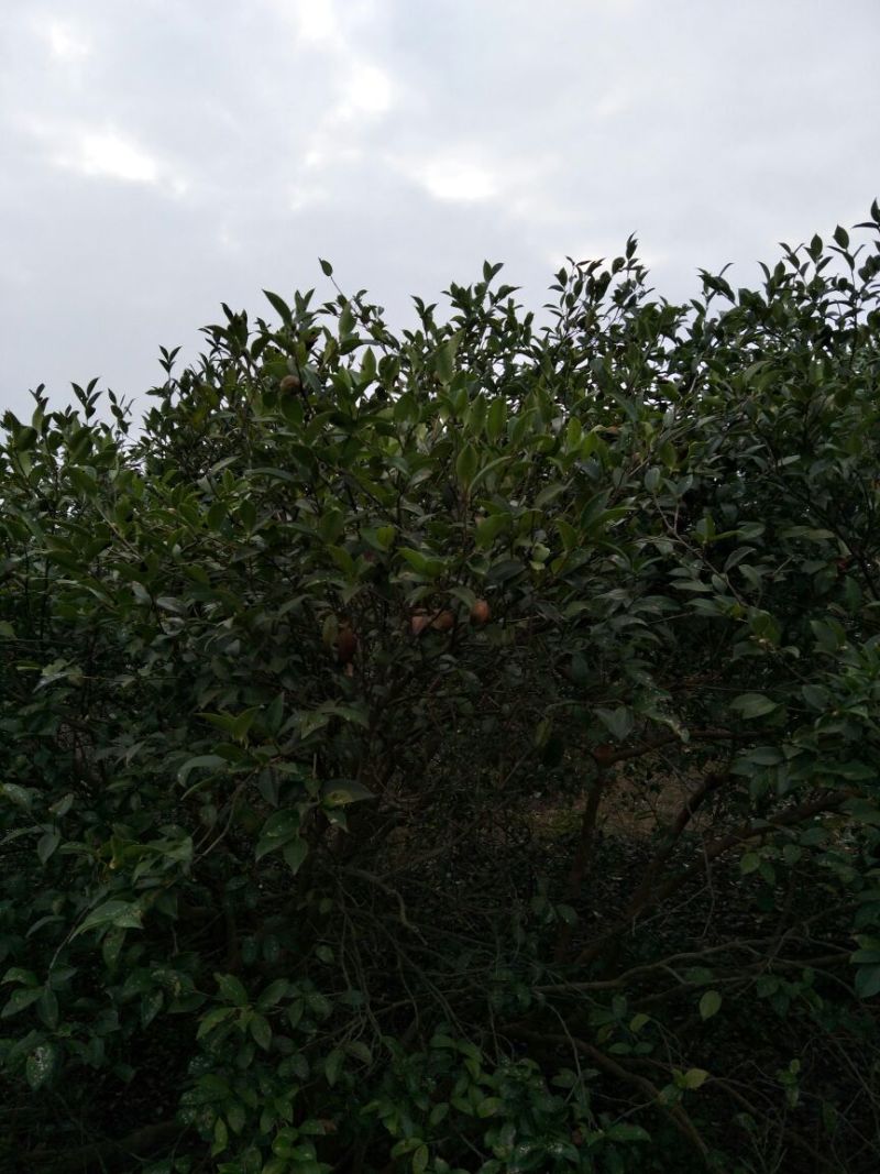 山茶油果中籽