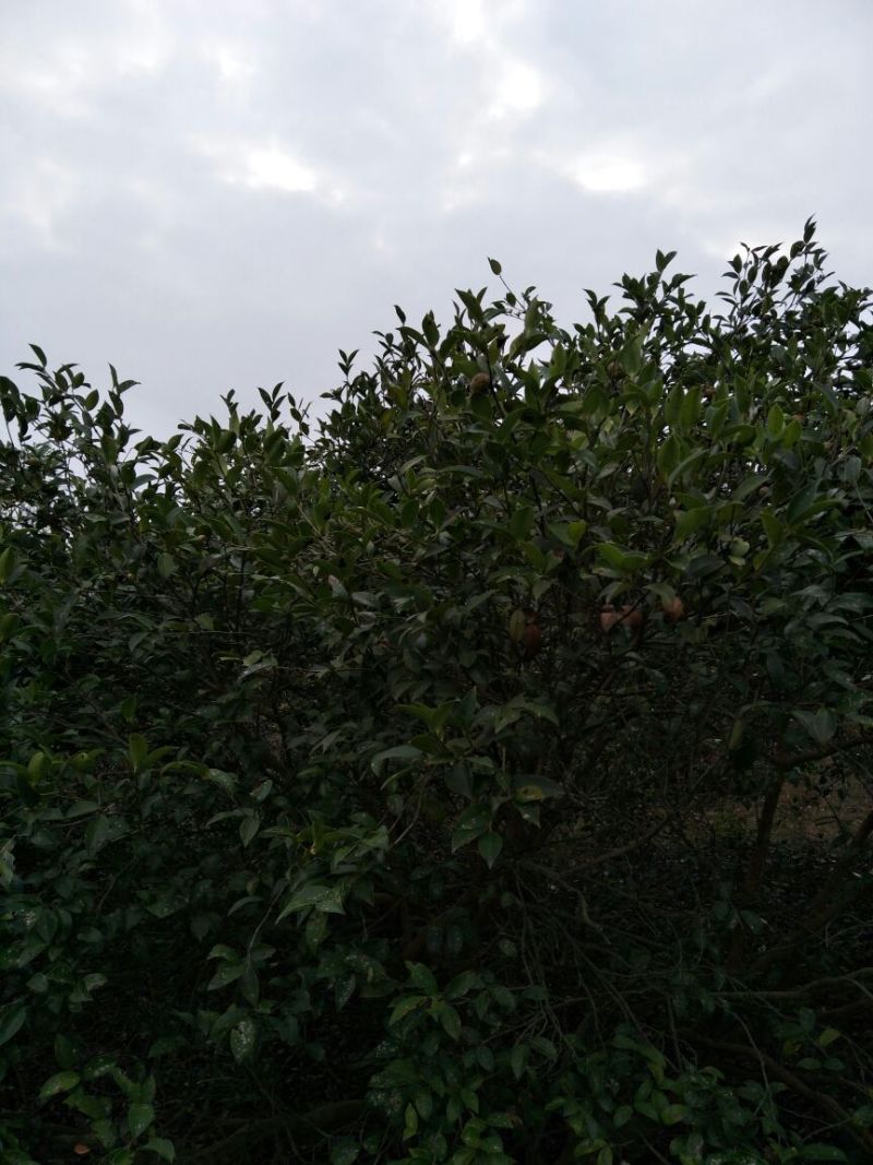 山茶油果中籽